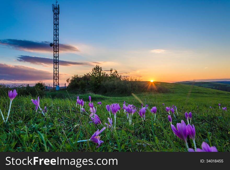 Violets in sunset light with antenna on the background