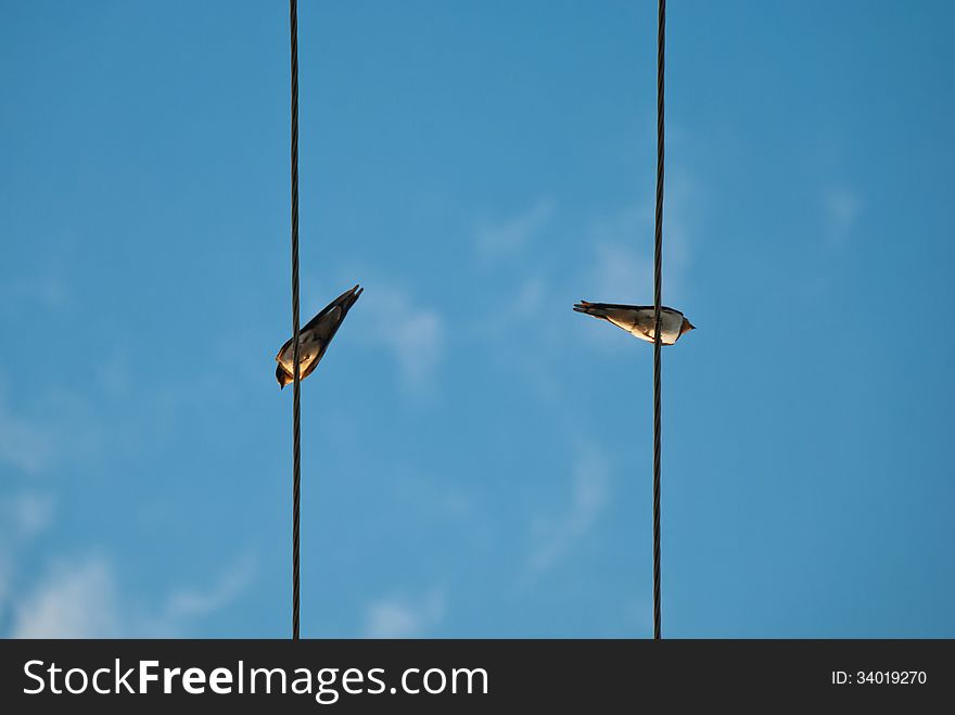 Two swallows sitting at the background of blue sky