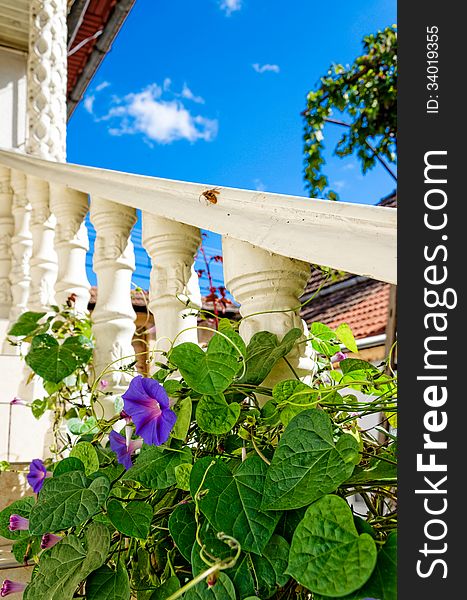 Violet flower with green leaves entangled on a white column in the countryside and a giant wasp on the background. Violet flower with green leaves entangled on a white column in the countryside and a giant wasp on the background