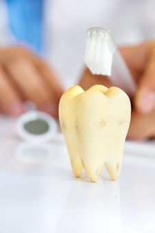 Dentist Holding Brushing Teeth Royalty Free Stock Photography Dentist Holding Brushing Teeth Royalty Free Stock Photography