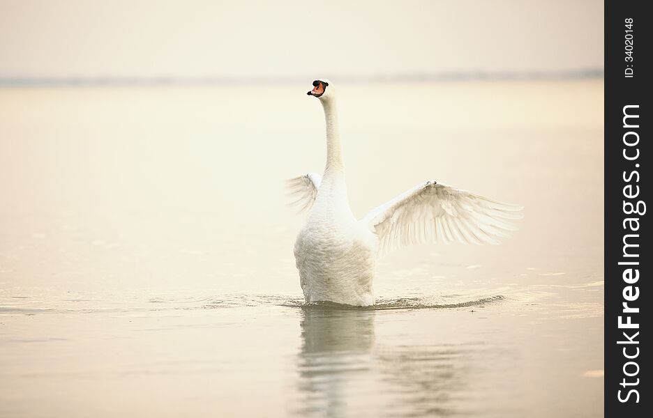 Beautiful white swans floating at sunset