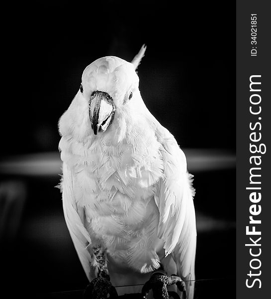 White parrot in a black and white tone