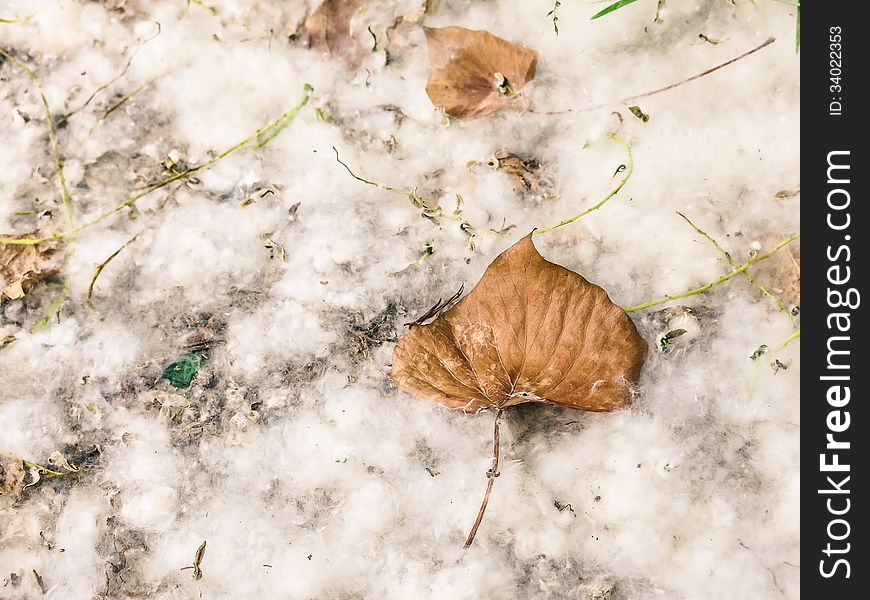 Natural still life with a dry leaf on a dandelion carpet similar to fake snow.