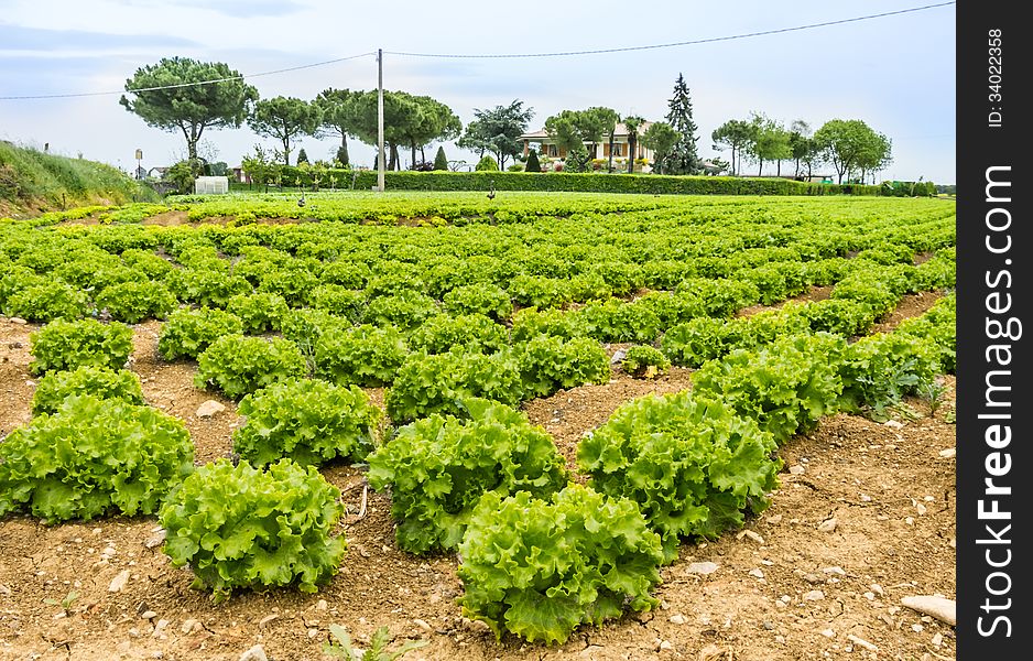 Panorama view of a lettuce field.