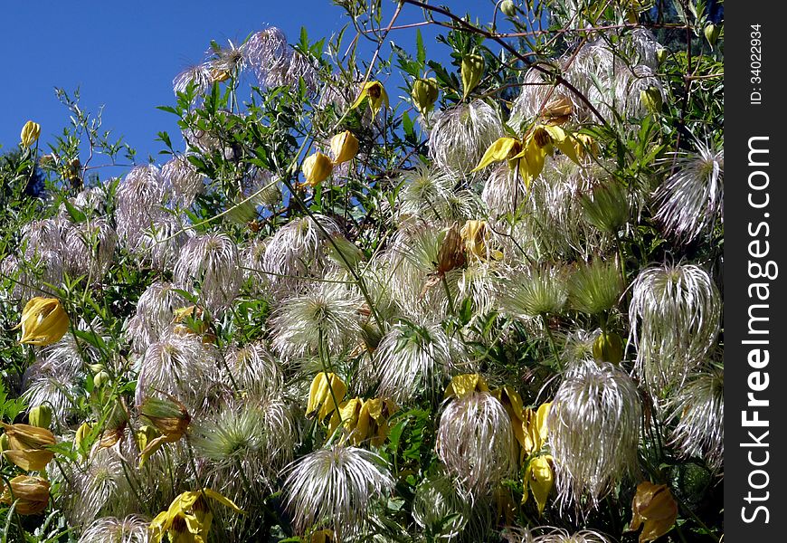 Clematis finish blossoming, many flowers