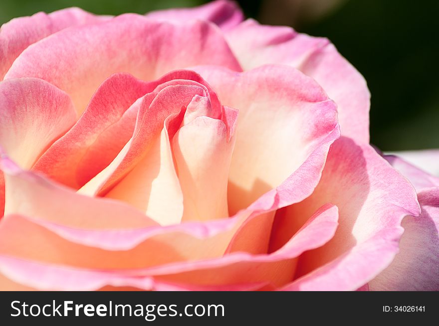 Close Up Macro of Full-headed English Rose. Close Up Macro of Full-headed English Rose