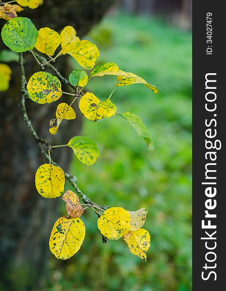 Crab apple autumn yellow leaves. Crab apple autumn yellow leaves