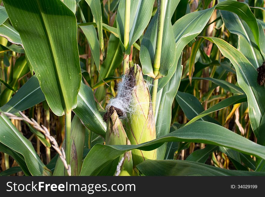 Unknown animal live her fur on corn. Unknown animal live her fur on corn