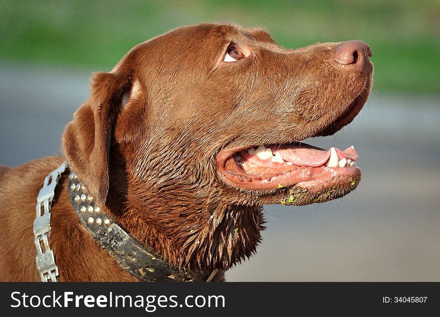 Brown labrador after swimming in the water. Brown labrador after swimming in the water