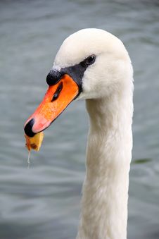 Swan With Leaf In Its Beak Royalty Free Stock Image Swan With Leaf In Its Beak Royalty Free Stock Image