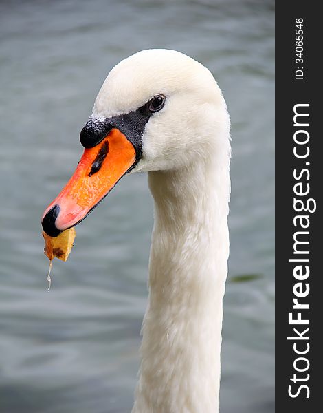 The head-shot of mute swan with leaf in its beak close-up