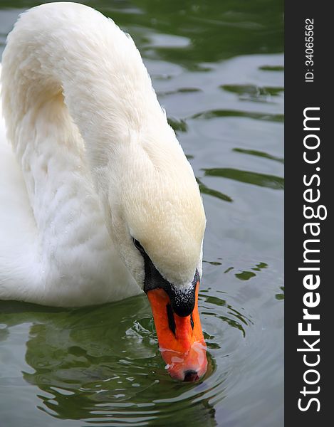 Mute swan dipping its beak into the water, getting food. Mute swan dipping its beak into the water, getting food
