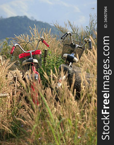 Red bicycles still in flower of the grass.