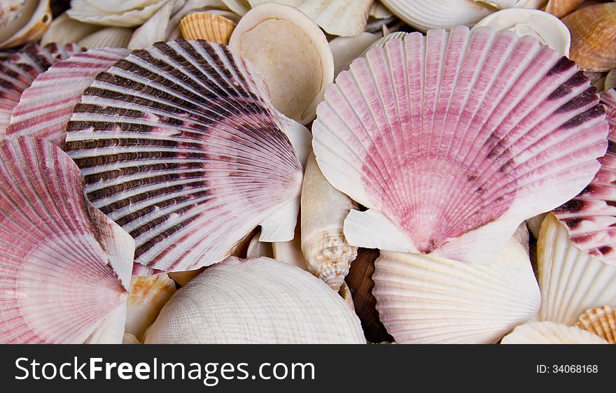 Sea shells of various color as a background