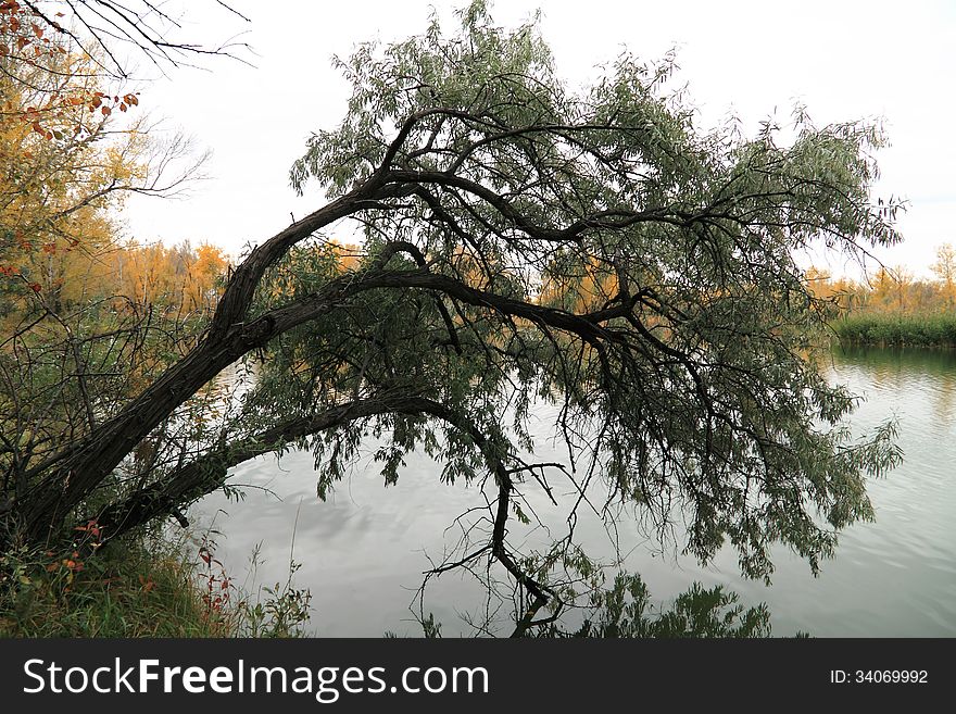 Autumn tree has bent above lake