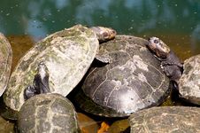 Turtle Family Stock Images Turtle Family Stock Images