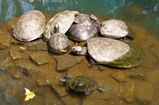 Turtle Family Royalty Free Stock Photography Turtle Family Royalty Free Stock Photography