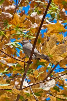 The Sparrow Sitting On A Branch Royalty Free Stock Photos