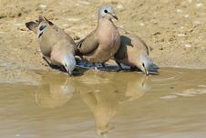 Emerald Spotted Dove - Wild Bird Background From Africa - The Odd One Out Stock Photography Emerald Spotted Dove - Wild Bird Background From Africa - The Odd One Out Stock Photography