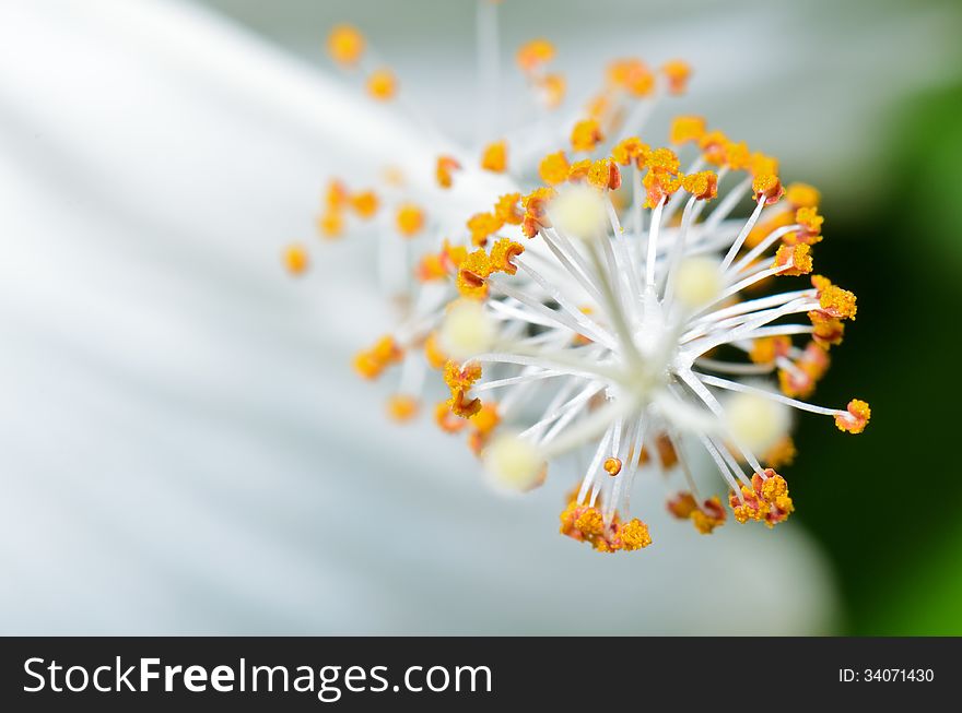 Close up white carpel of the Snowflake Hibiscus ( Hibiscus rosa sinensis ). Close up white carpel of the Snowflake Hibiscus ( Hibiscus rosa sinensis )