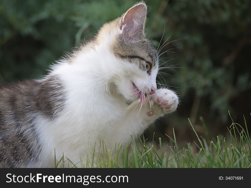 White and gray kitten is licking paw outdoors on grass.