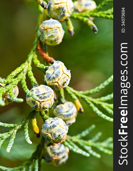 Thuja seeds, green background.