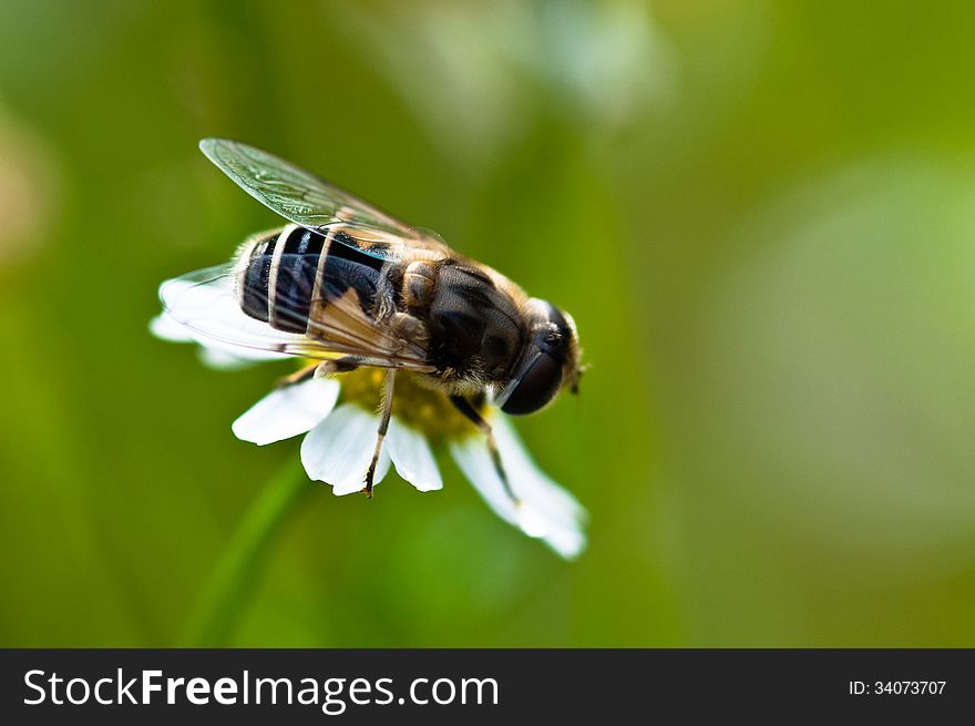 Wasp fly sitting on the chamomile.