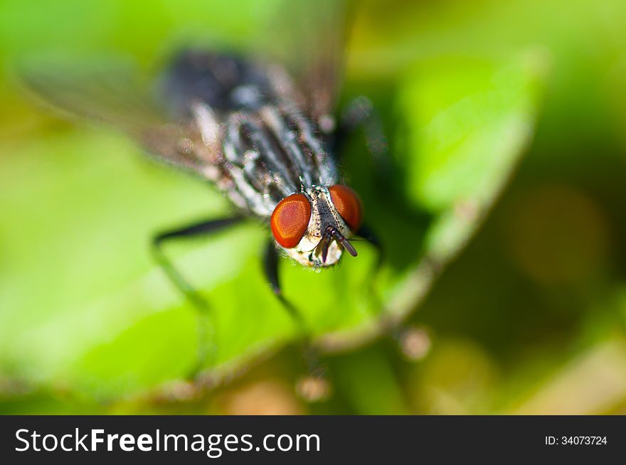 Common Housefly (Fly) Sitting on the Leaf in the Grass Foliage. Common Housefly (Fly) Sitting on the Leaf in the Grass Foliage