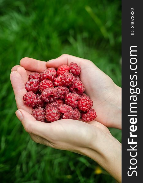 Woman hands holding ripe raspberries. Woman hands holding ripe raspberries