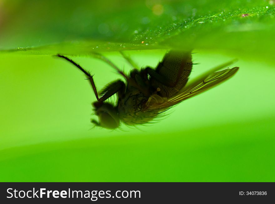 Common Housefly (Fly) Sitting upside down on the Leaf in the Grass Foliage. Common Housefly (Fly) Sitting upside down on the Leaf in the Grass Foliage