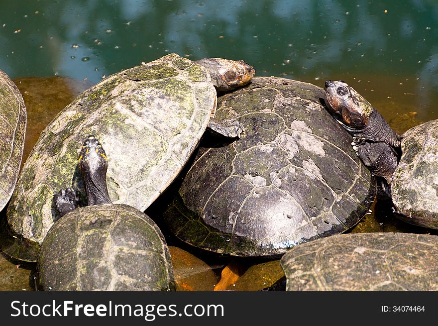 Turtle Family in the Zoo in Rio de Janeiro, Brazil.