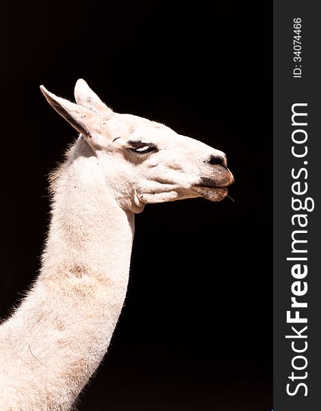 Profile view of Llama with Black Background