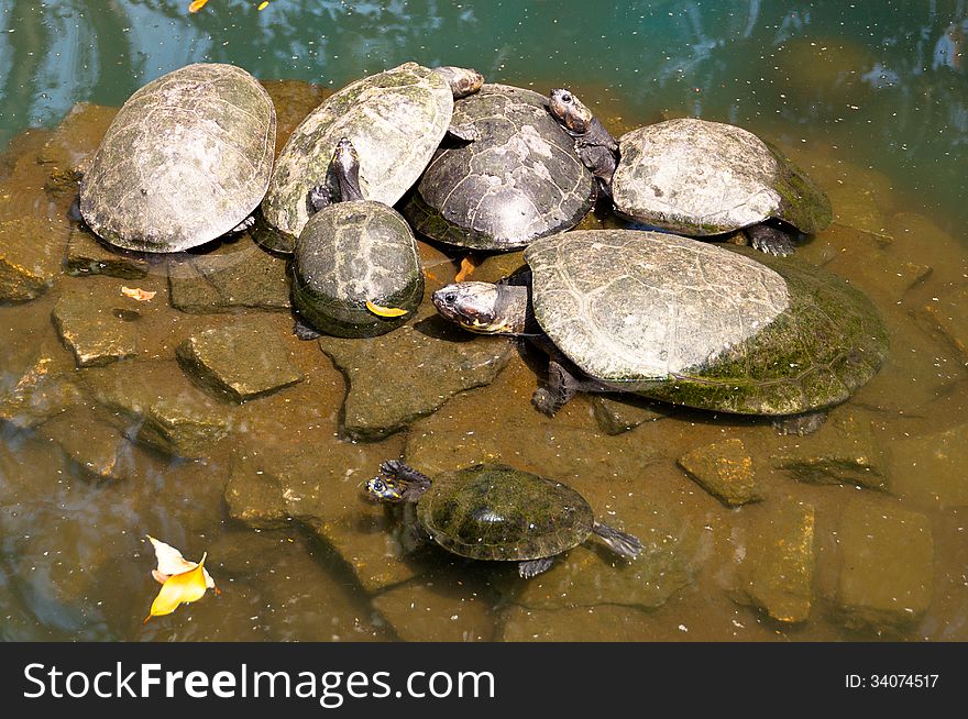 Turtle Family in the Zoo in Rio de Janeiro, Brazil.