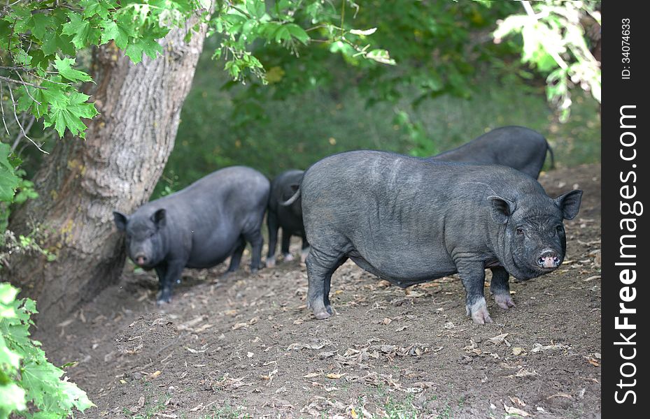 Brood of pigs in a shelter