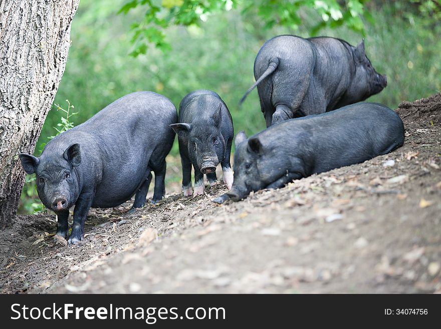 Brood of pigs in a shelter