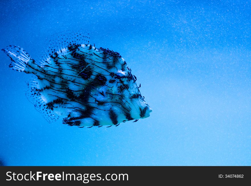 Chaetodermis penicilligerus-tasselled Leather-jacket in a tank. Chaetodermis penicilligerus-tasselled Leather-jacket in a tank