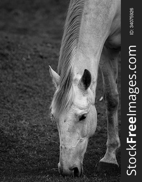 White horse grazing on the grass in Black and White