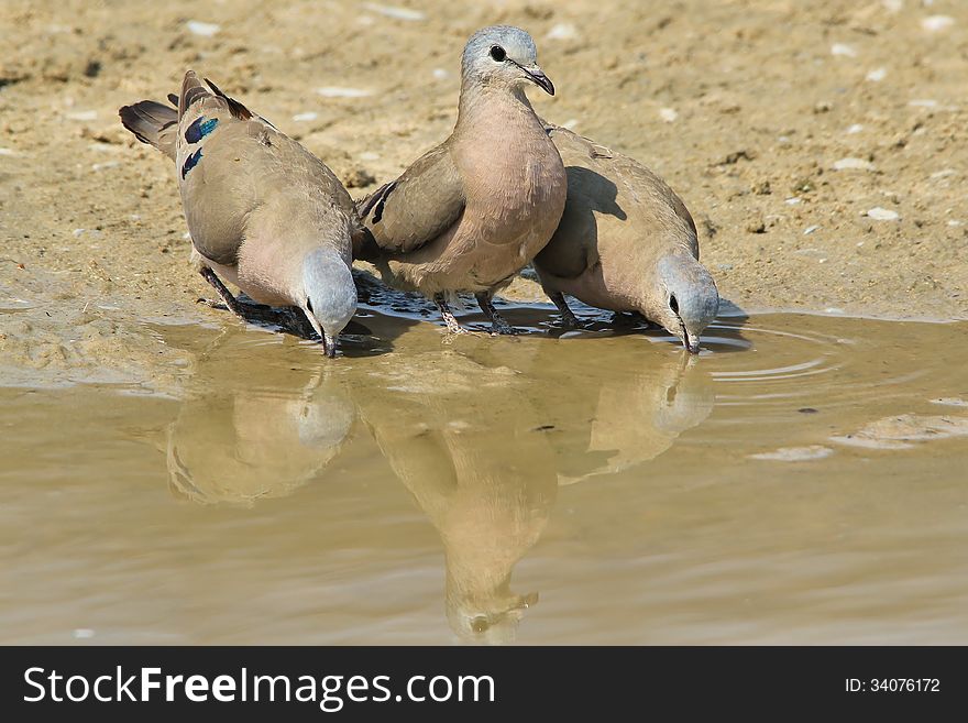 A trio of Emerald Spotted, or Green Spotted Doves visit a watering hole in the wilds of Africa. A trio of Emerald Spotted, or Green Spotted Doves visit a watering hole in the wilds of Africa.