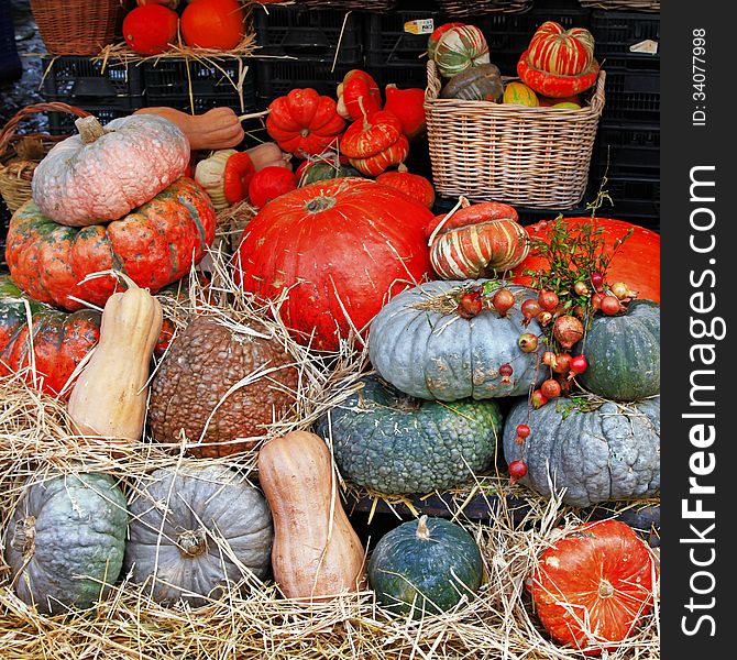 Still life in market - variety of pumpkins. Still life in market - variety of pumpkins