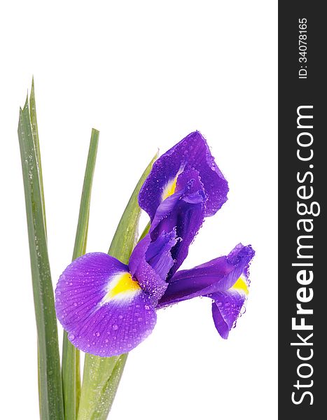 Single Beautiful Purple Dutch Iris with Water Droplets isolated on white background