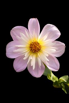 Pale Pink Dahlia Royalty Free Stock Photo