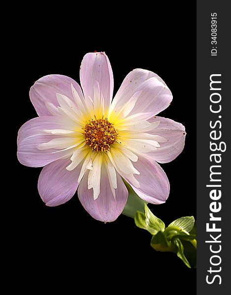 A pale pink dahlia from the dahlia bed at Baddesley Clinton, England