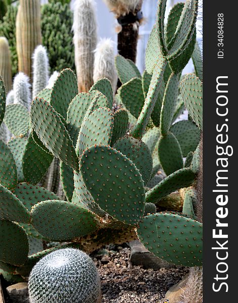 Cactus at an indoor botanic garden.