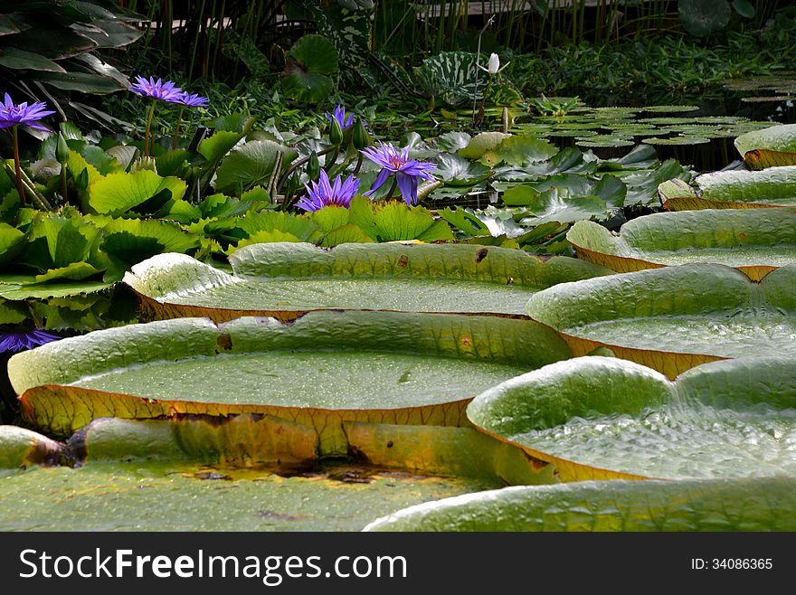 Water lilies at a botanic garden in Meise, Belgium.