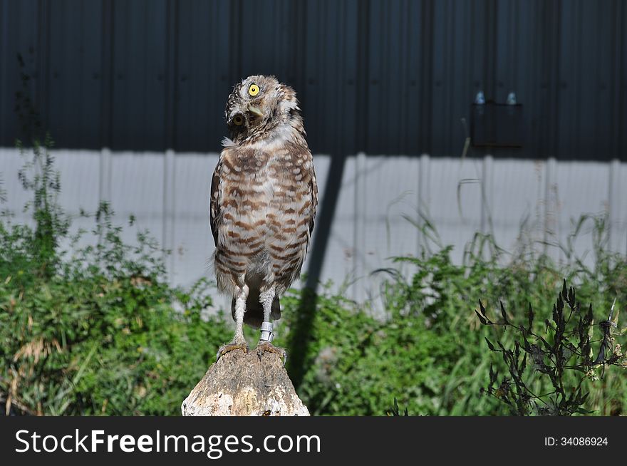 A hawk tries to figure out who is whistling at him. A hawk tries to figure out who is whistling at him