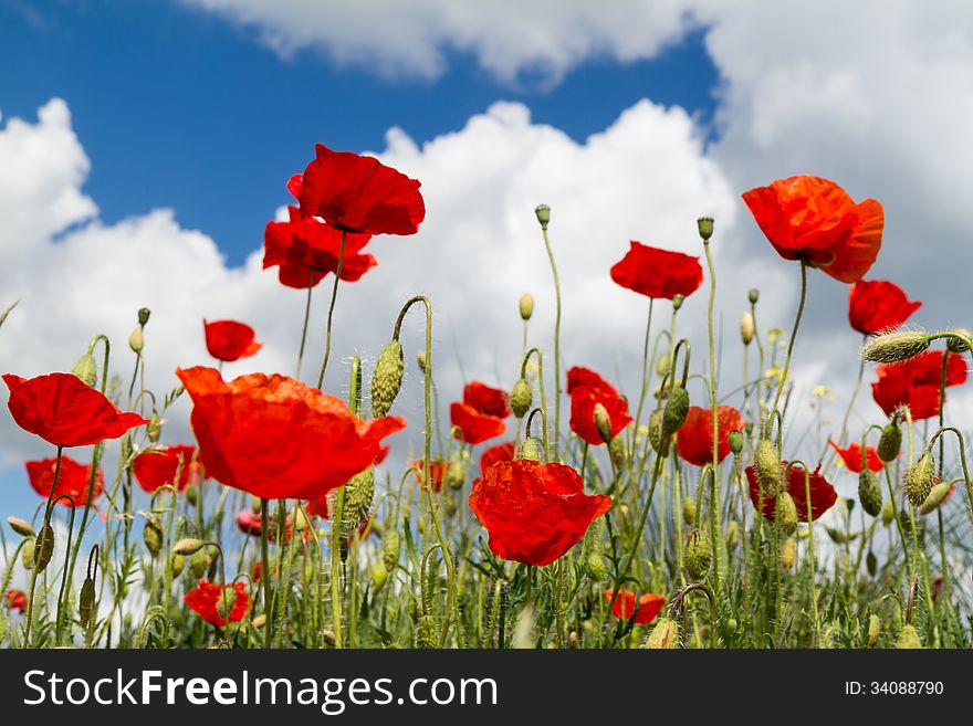 Poppy flowers in the green field(Papaver rhoeas)