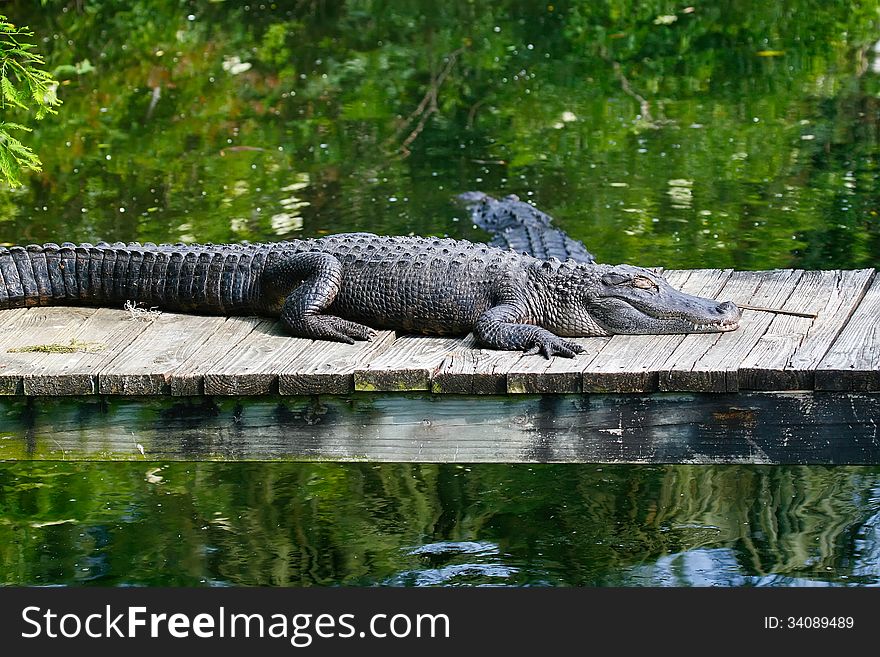 Large alligators in the swamp land of Florida