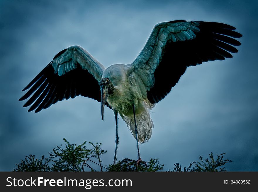 Sinister looking wood stork high in a tree top (HDR Processing)