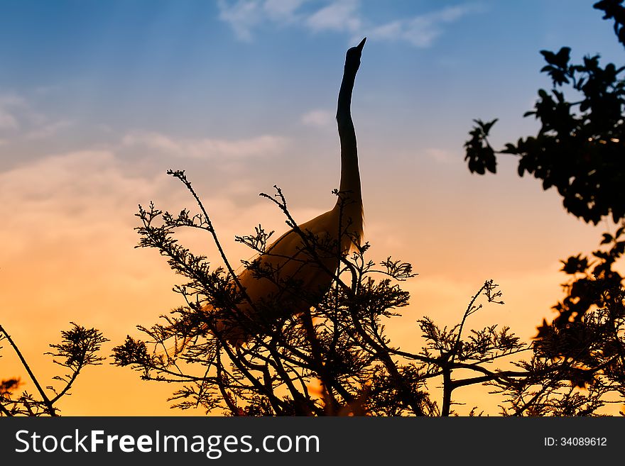 Silhouette of Great Egret in a tree. Silhouette of Great Egret in a tree