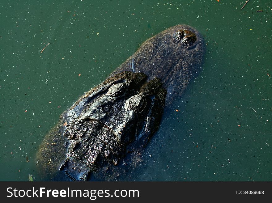 Large alligator head in the swamp land of Florida